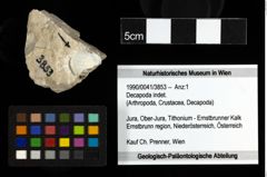 Foto (Objekt + Etiketten) von Decapoda indet. 